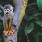 squirrel monkey