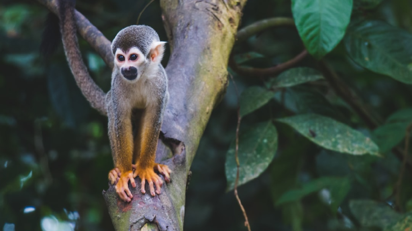squirrel monkey