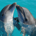 hector the dolphin