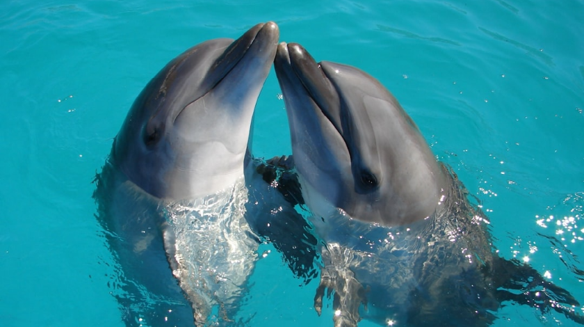 hector the dolphin