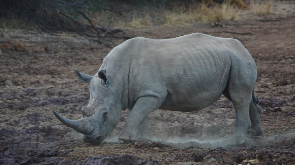 are white rhinos extinct