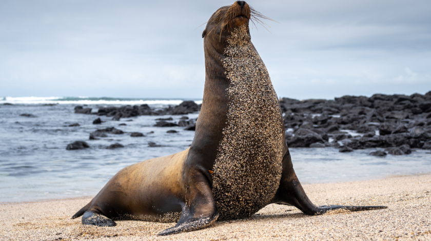 sea lion vs seal